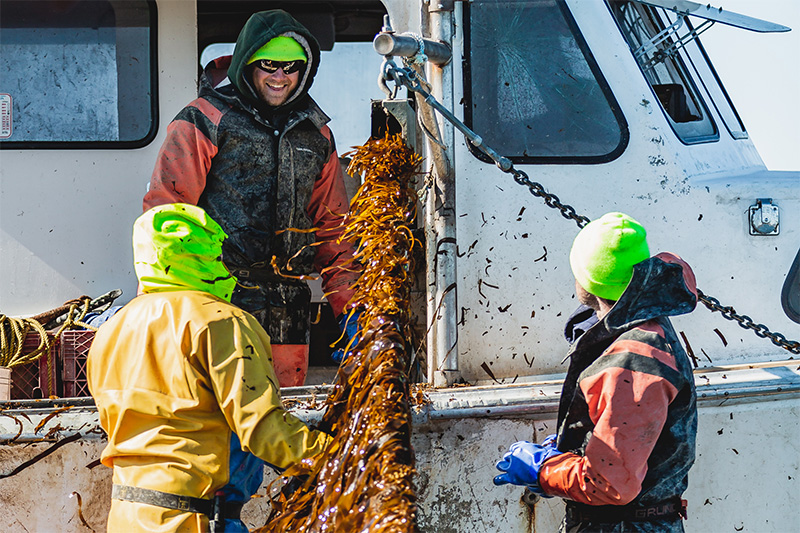 Kelp farmers on a boat with kelp.