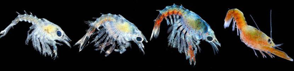 Young lobster at 4 stages of development.