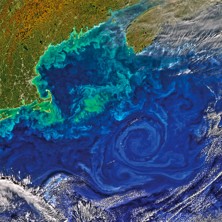 Ocean Forecasting and Monitoring