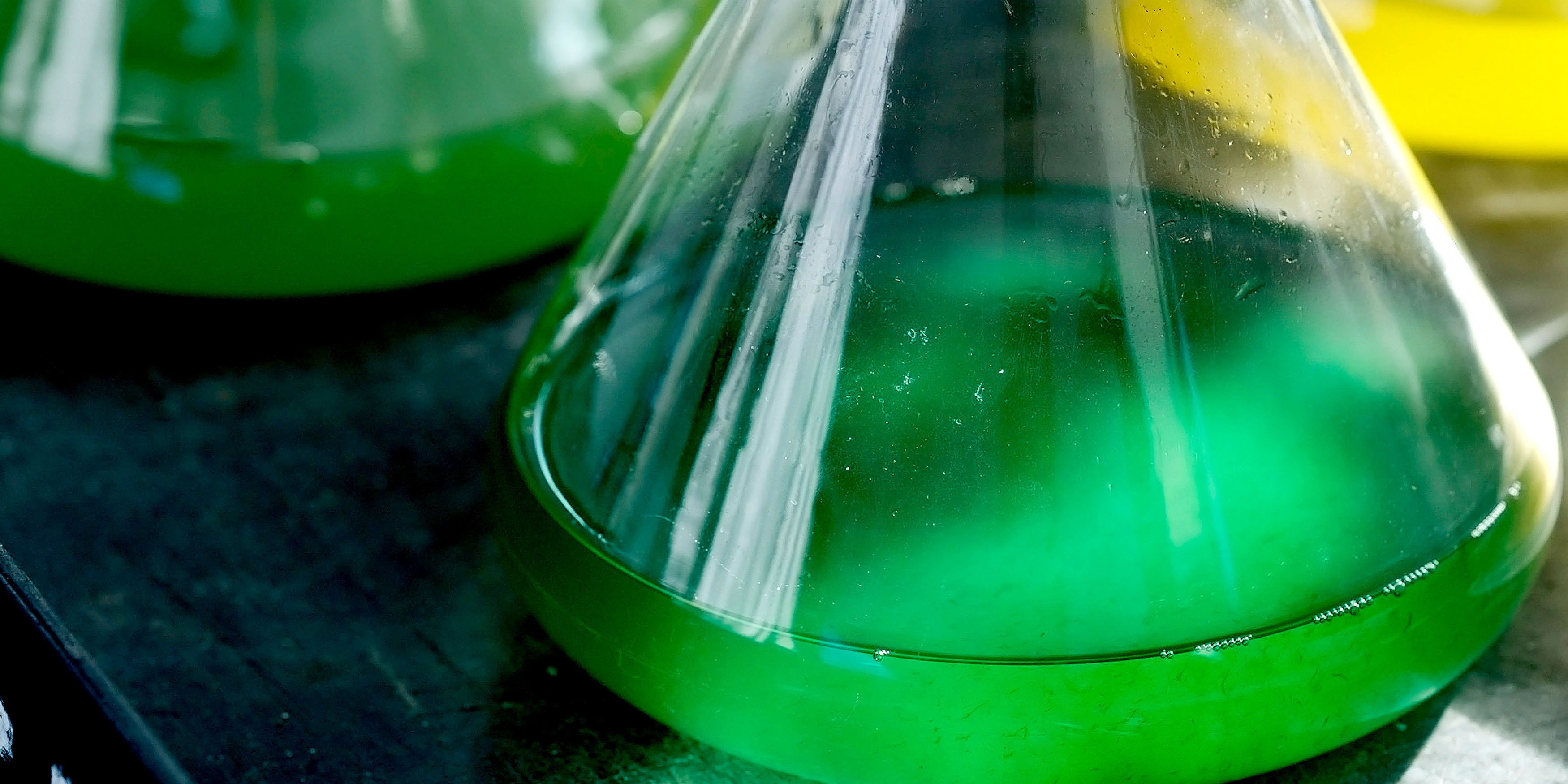 Microalgae at Bigelow Laboratory