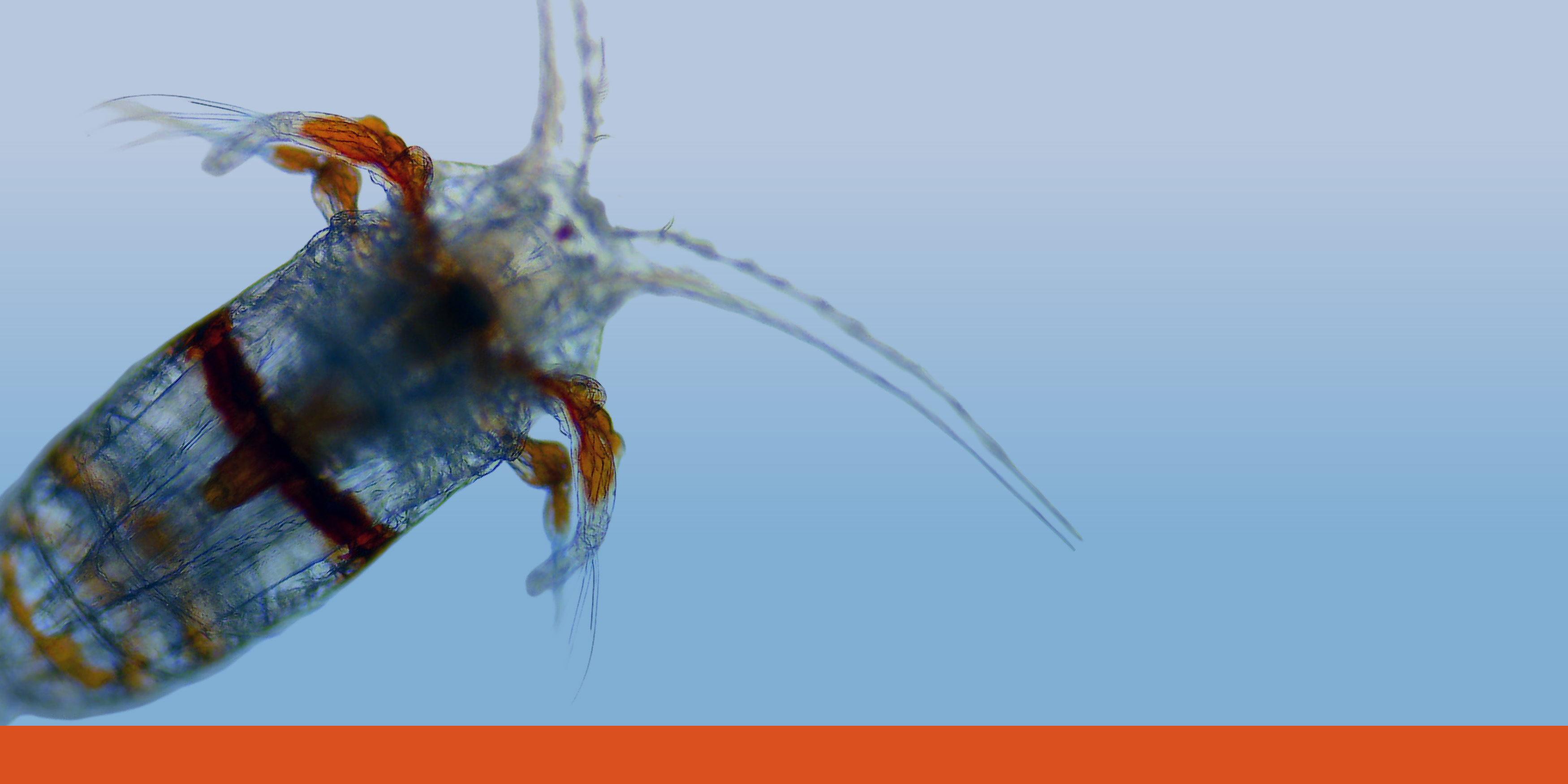 Calanus micrograph promoting Bigelow Laboratory Cafe Sci 2026 series