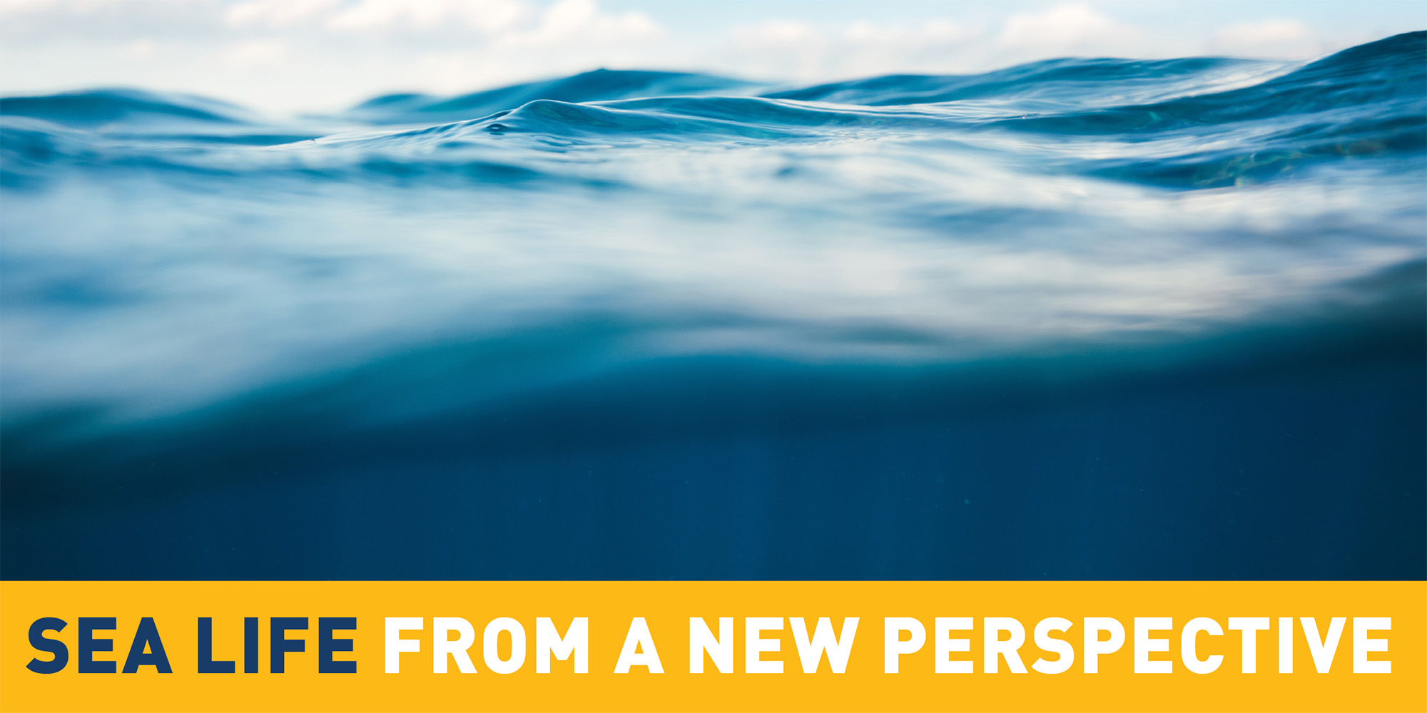 closeup of water and the words Sea Life From a New Perspective