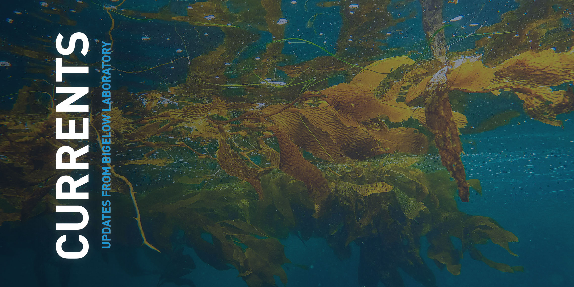 Currents from Bigelow Laboratory