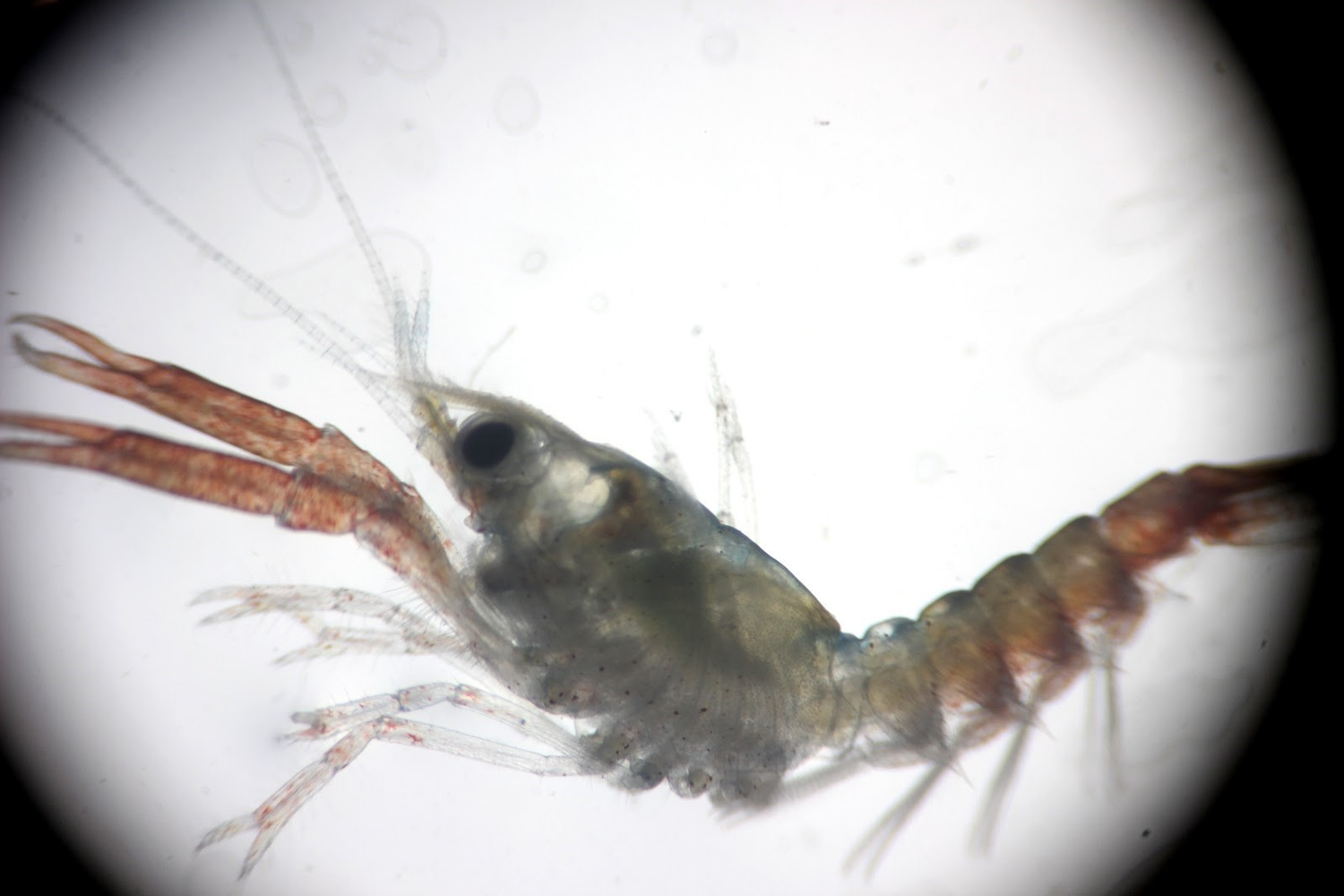 Postlarval lobster under microscope