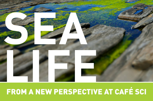 Sea Life from a new perspective at Cafe Sci