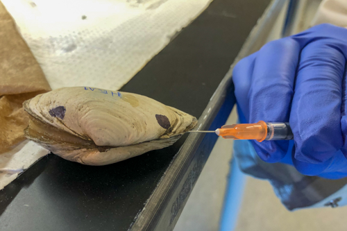 Study Reveals Pathway for Contagious Clam Cancer