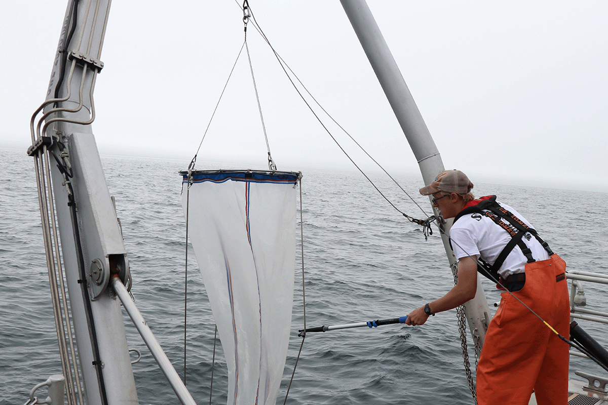 A student pulls in a net aboard Bigelow's  RV <i>Boditch</i>