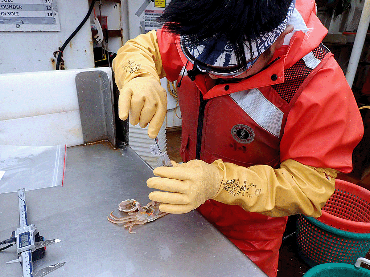 Scientist disecting a crab