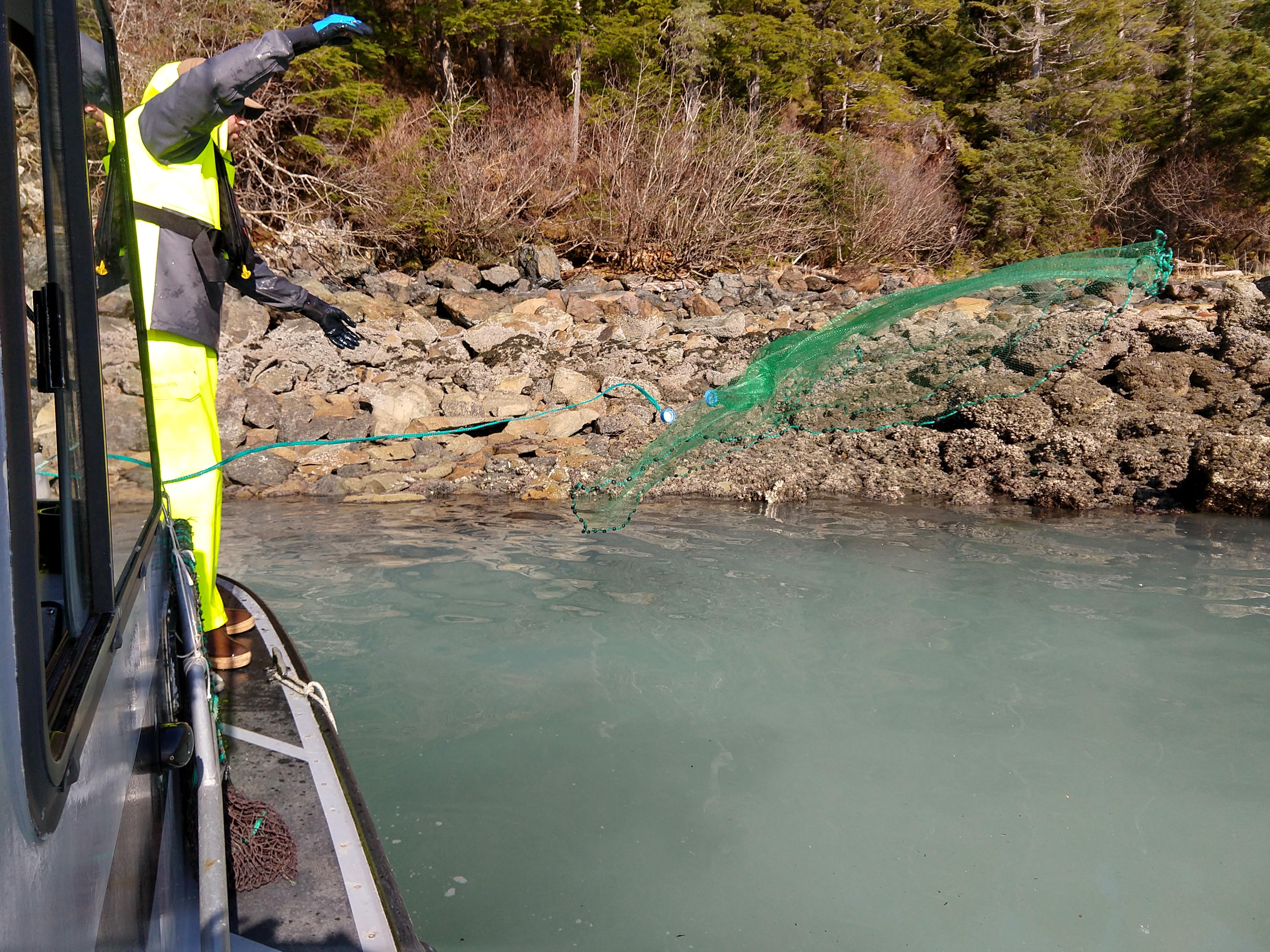 Sampling herring during spawning seasons in Sitka, Alaska, with biologists from the Alaska Department of Fish and Game