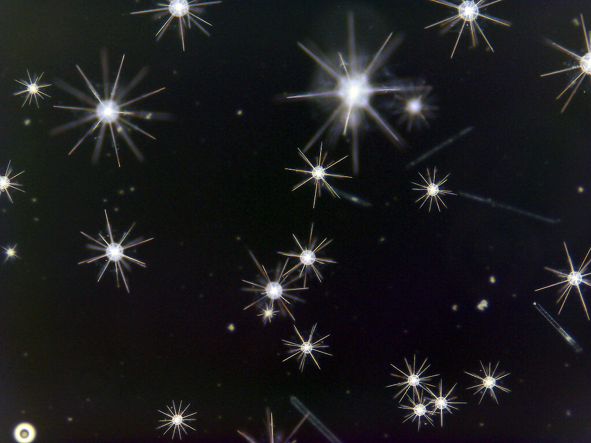 A constellation of acantharians