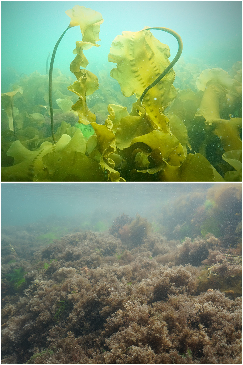 Dive images showing the habitat differences between a kelp-dominated reef (top) compared to a turf-dominated reef (lower)