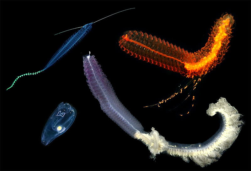 A composite image of the kinds of animals that the new approach will enable scientists to study 