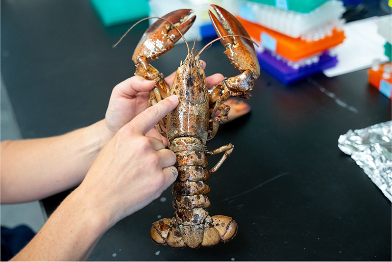 person holding a lobster in their hand and pointing to evidence of Epizootic shell disease 