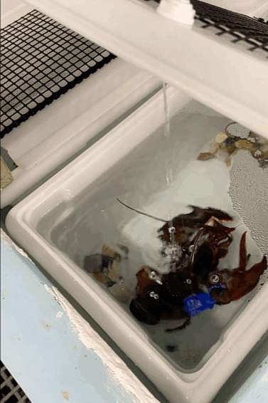 animated gif of a lobster in a tank 