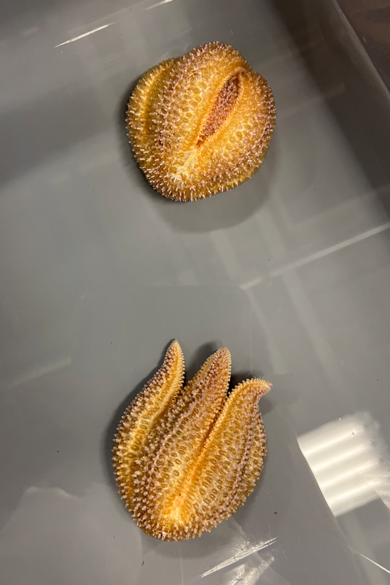 Sea stars curling into tight balls in response to experimental injections of kainic acid