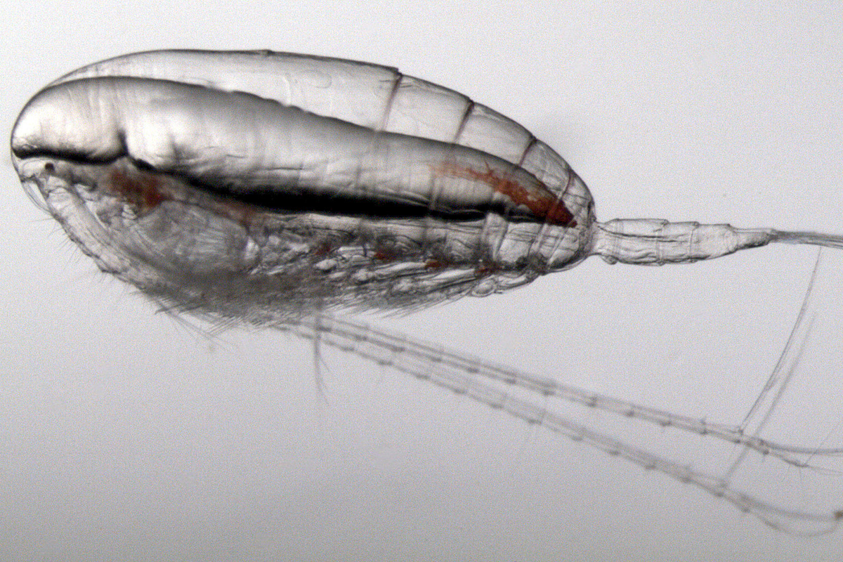 A microscopy image of Calanus finmarchicus, one of the key prey species of the North Atlantic right whale in the Gulf of Maine