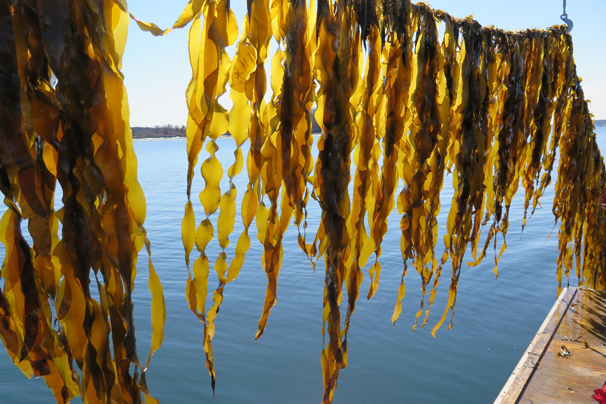 Saccharina latissima, or sugar kelp, growing at a Maine commercial kelp farm