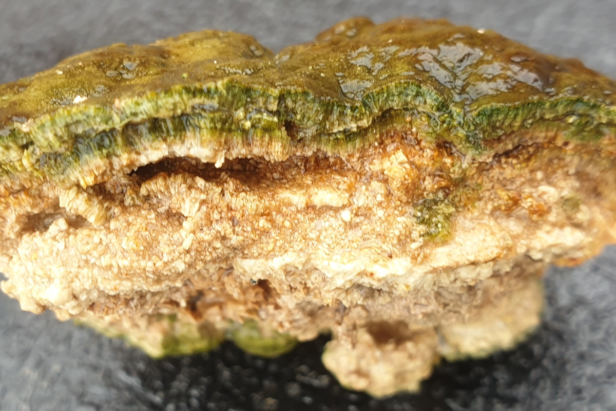 Cross-section of a microbialite