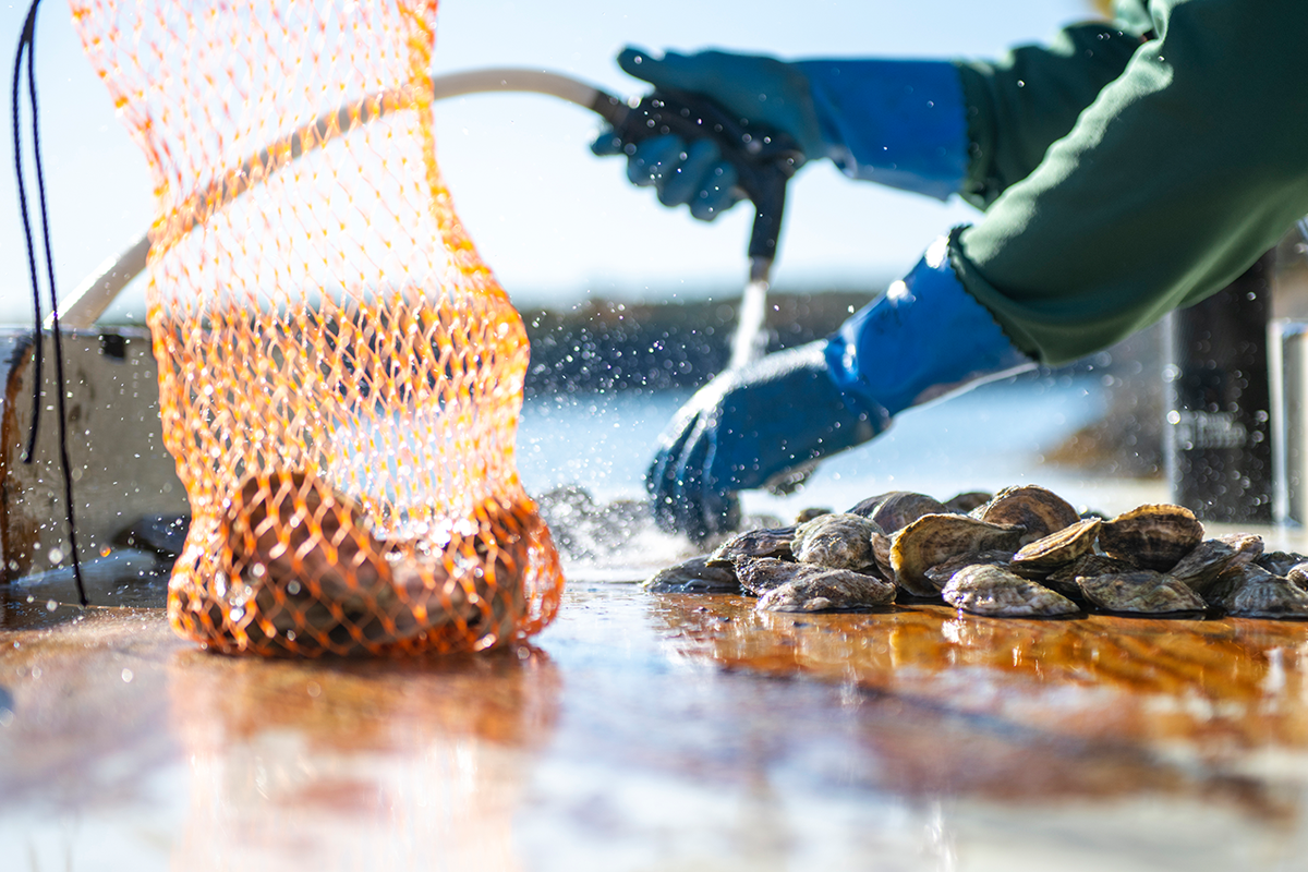 An oyster farmer in southern Maine in 2024