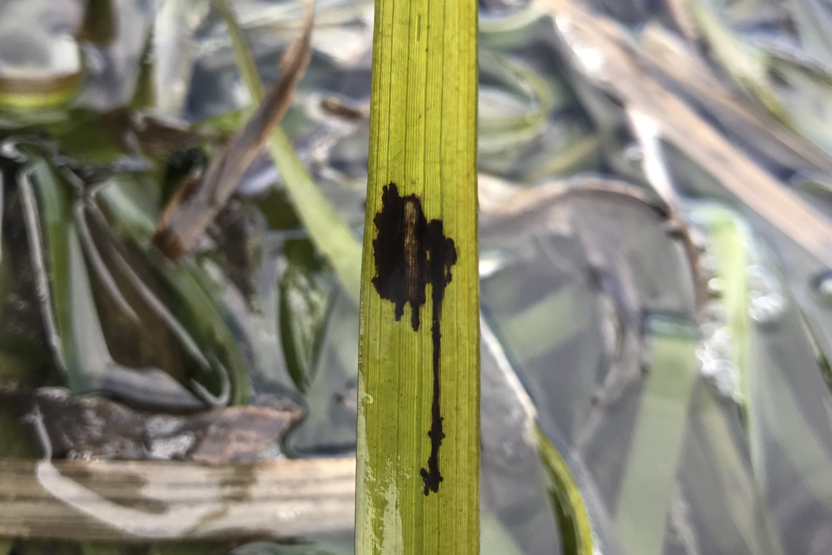 A black lesion on eelgrass