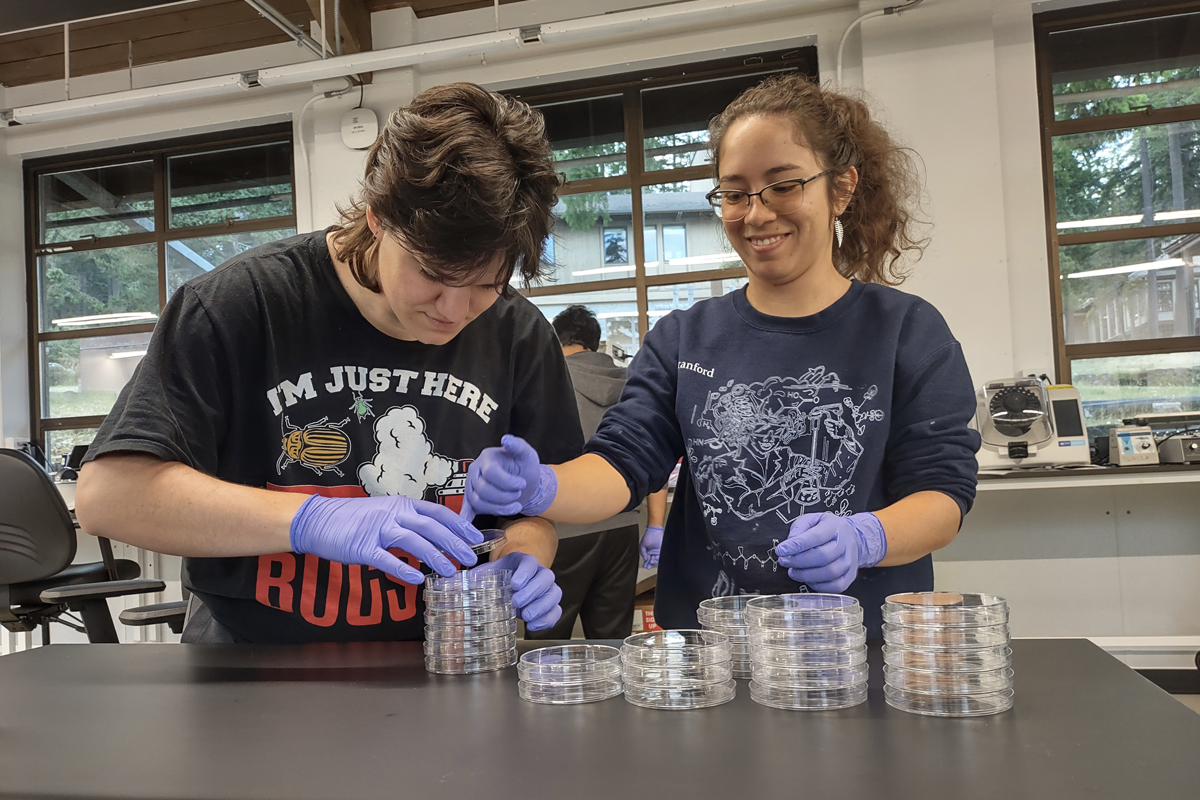 Inspecting cultures of Labyrinthula zosterae