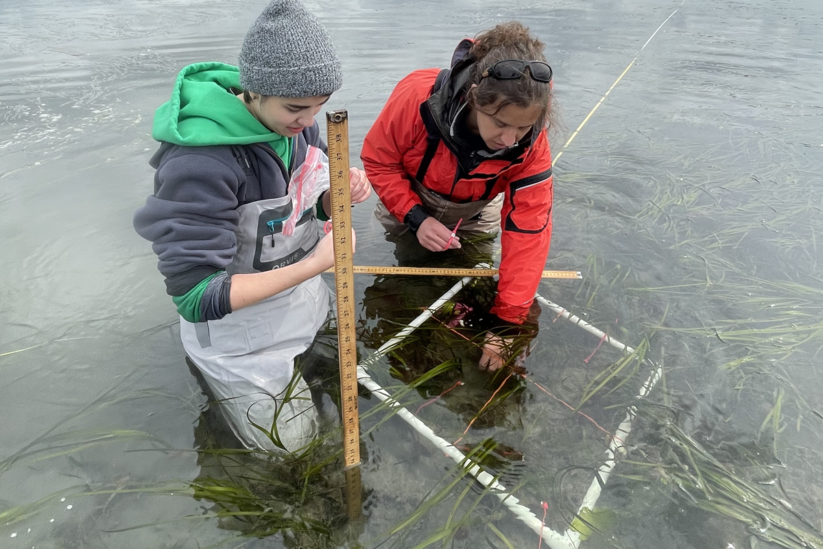 Shayla Ferreiro and Maya Groner tag and inspect eelgrass shoots in Padilla Bay, WA