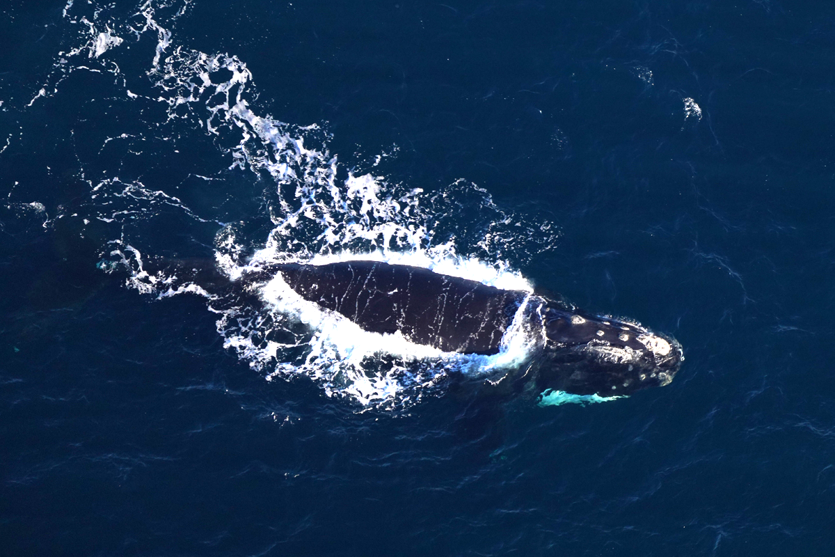 North Atlantic Right Whale