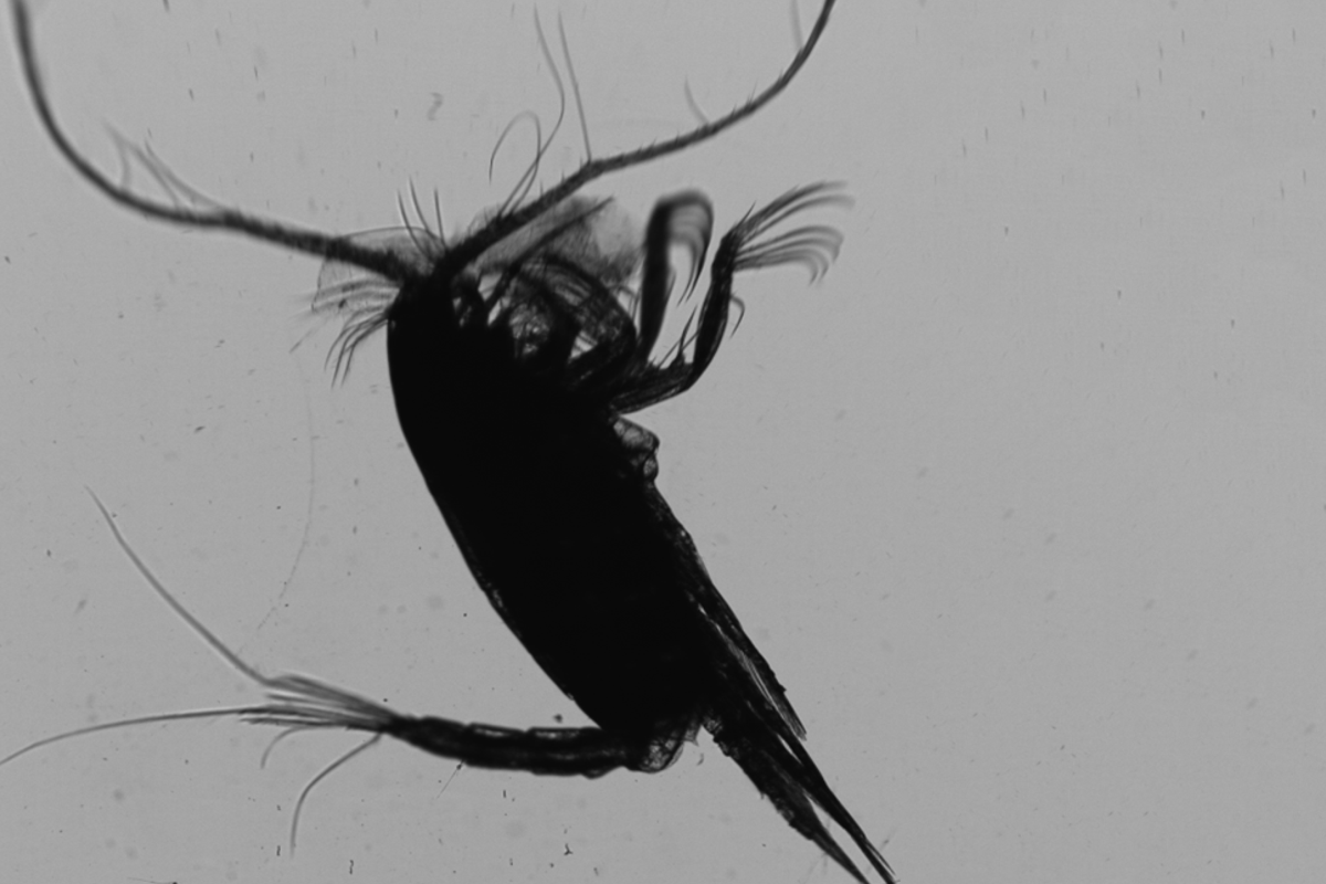 Zooplankton on FlowCam