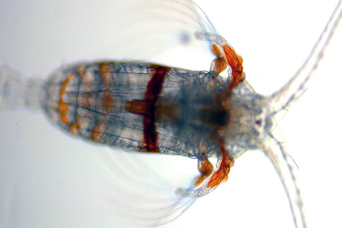 A gravid Euchaeta full of blue eggs