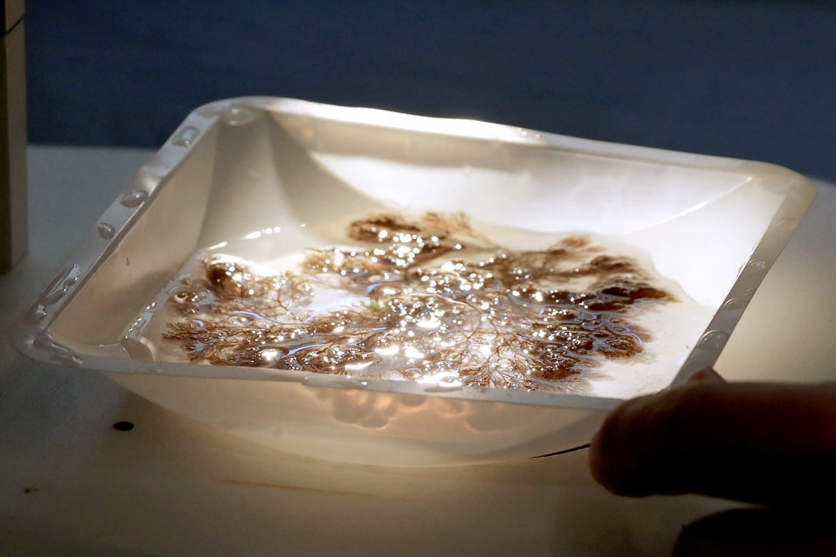 Pieces of kelp and turf algae