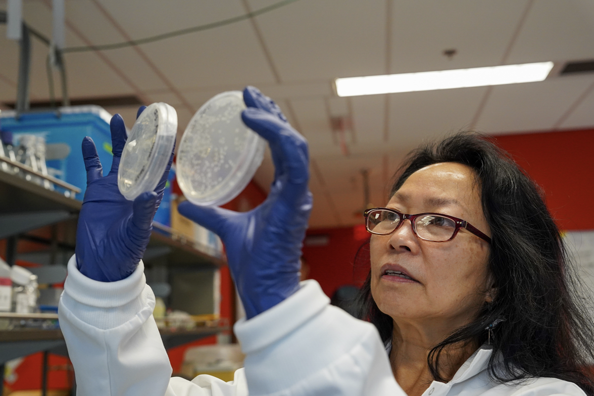 Comparing bacteria cultures from sea stars