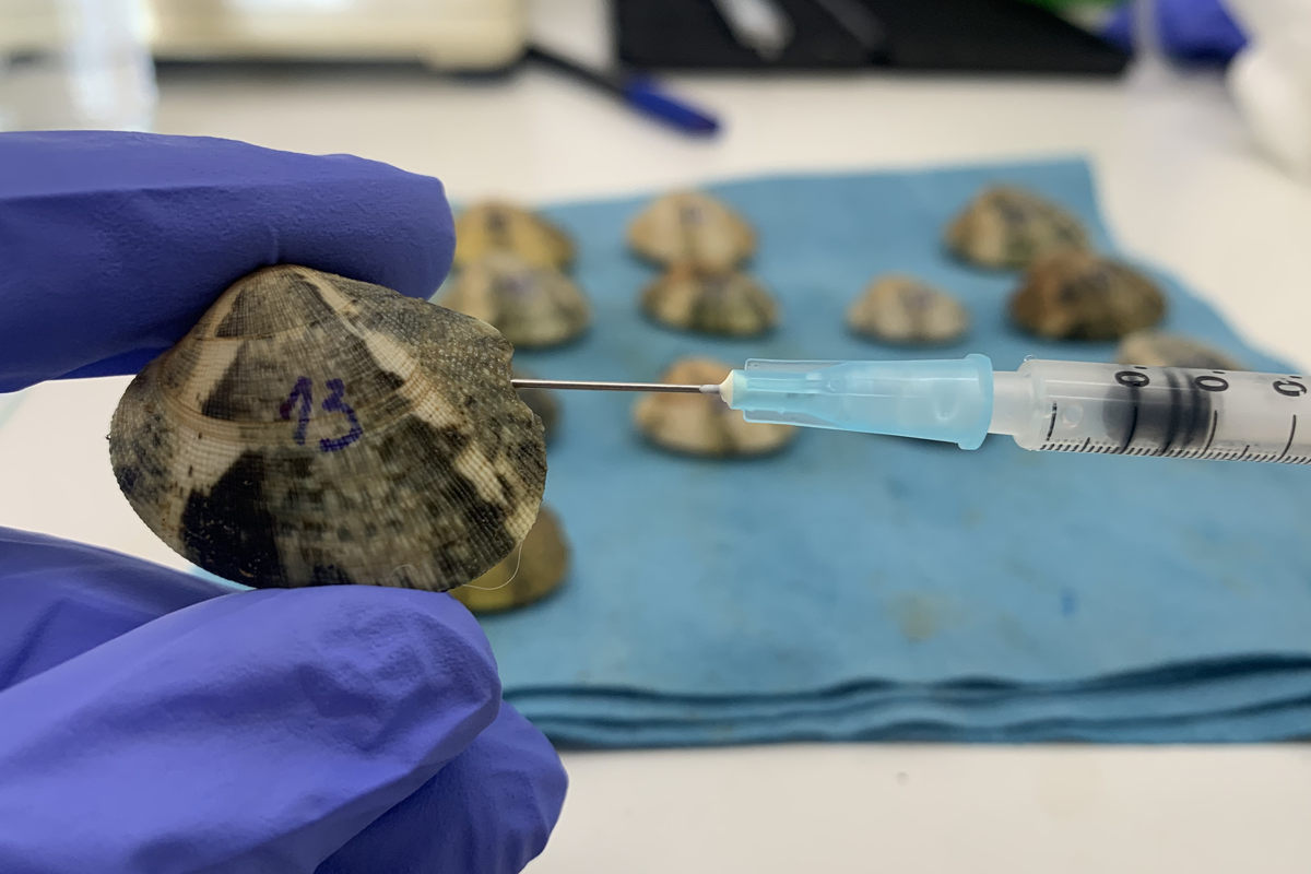 Testing for bivalve cancer