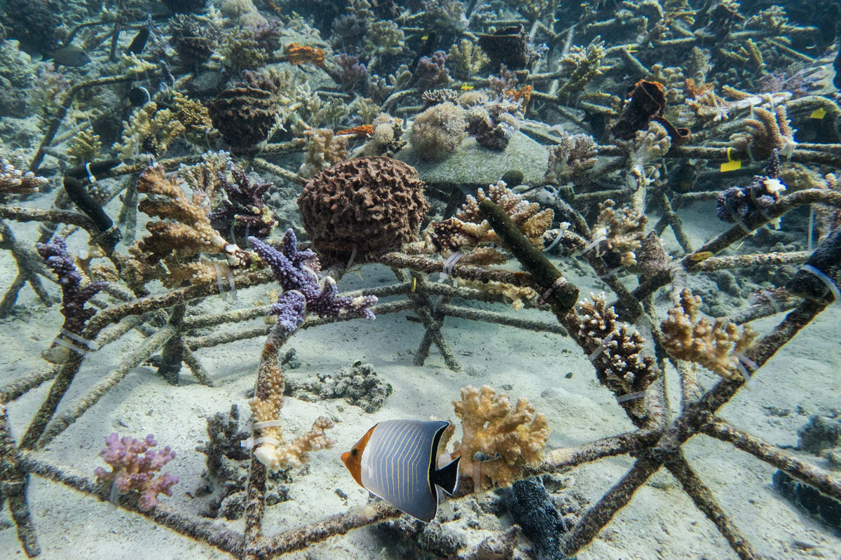 Multi-trophic field experiment in Saudi Arabia