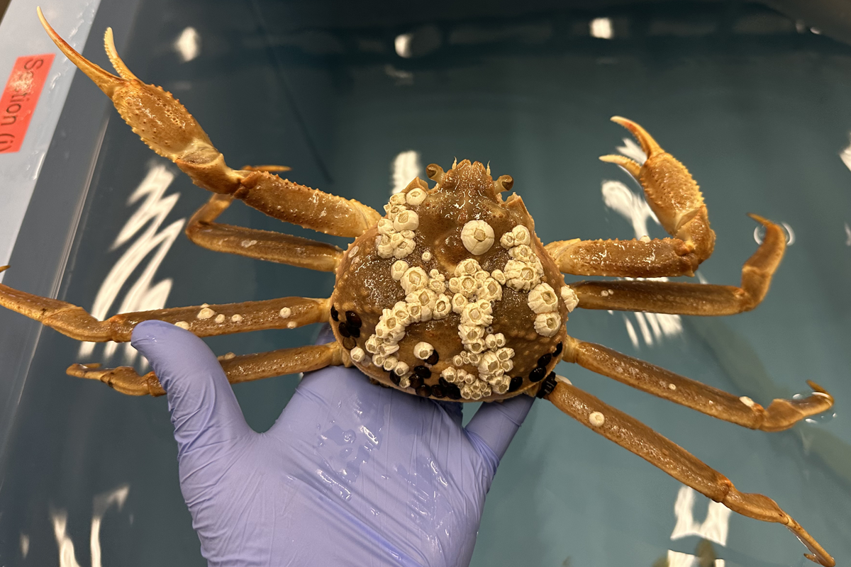 Disease Ecology in Marine Management