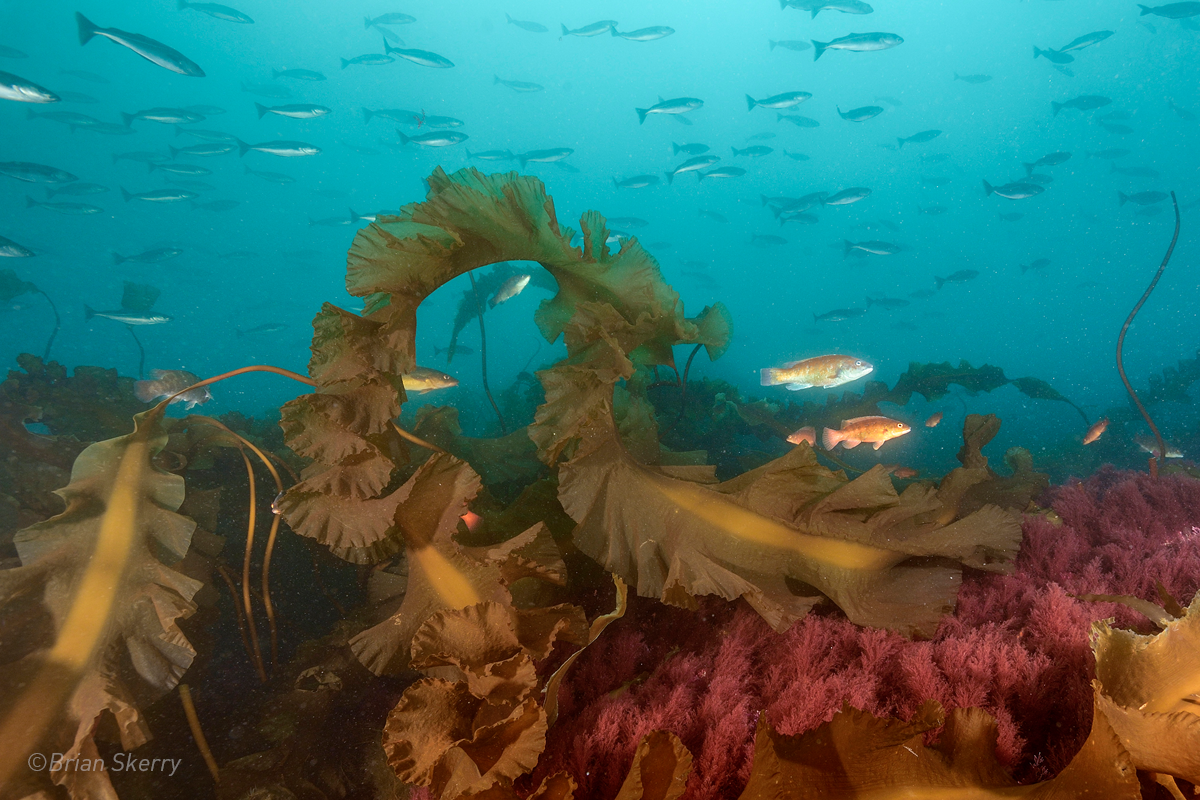 Gulf of Maine kelp forest