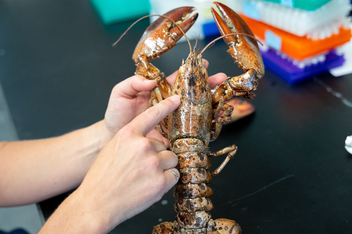 Epizootic shell disease in lobster