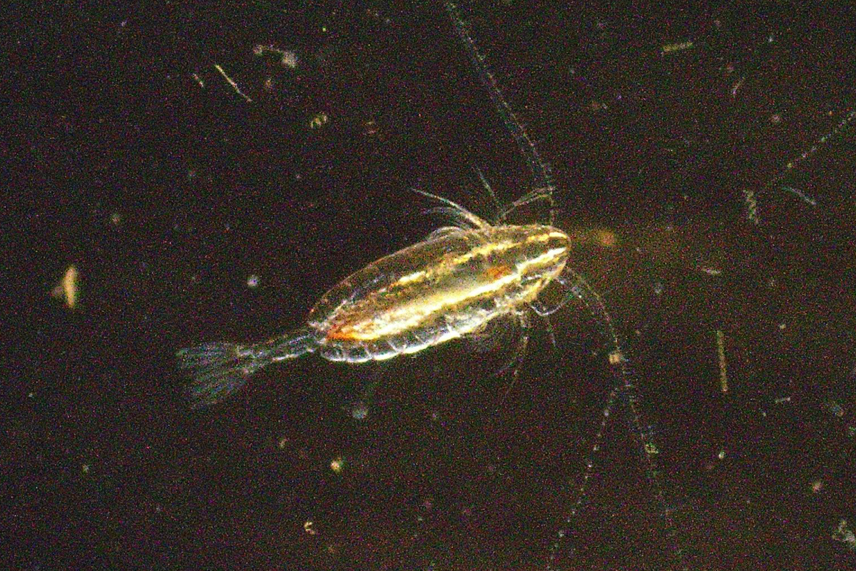 Calanus finmarchicus