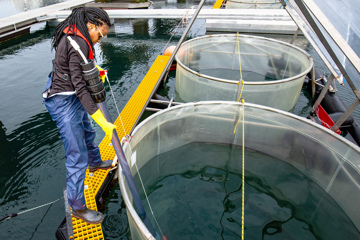 Leila Kittu samples mesocosm