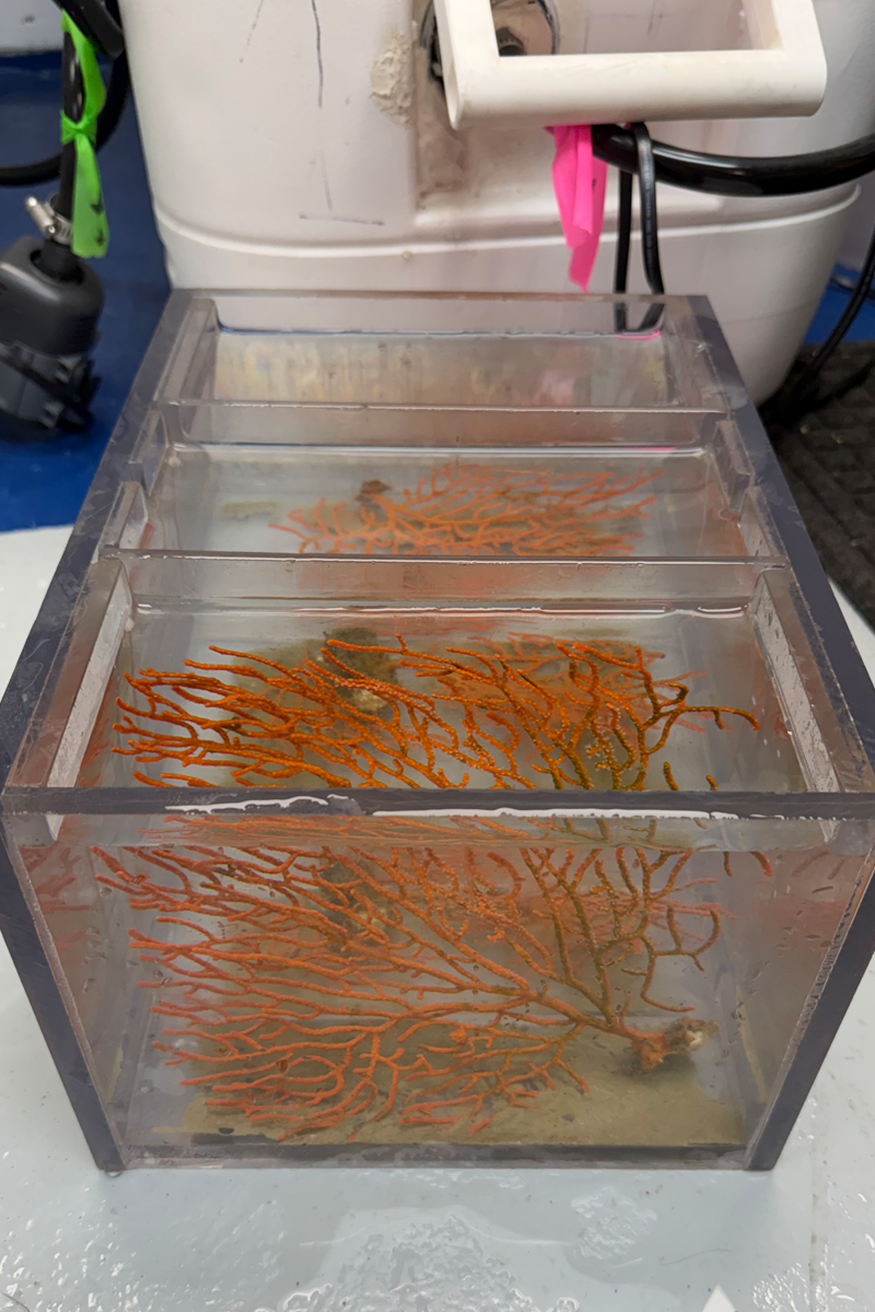 Coral samples