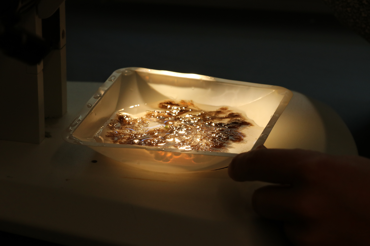 Kelp in a lab