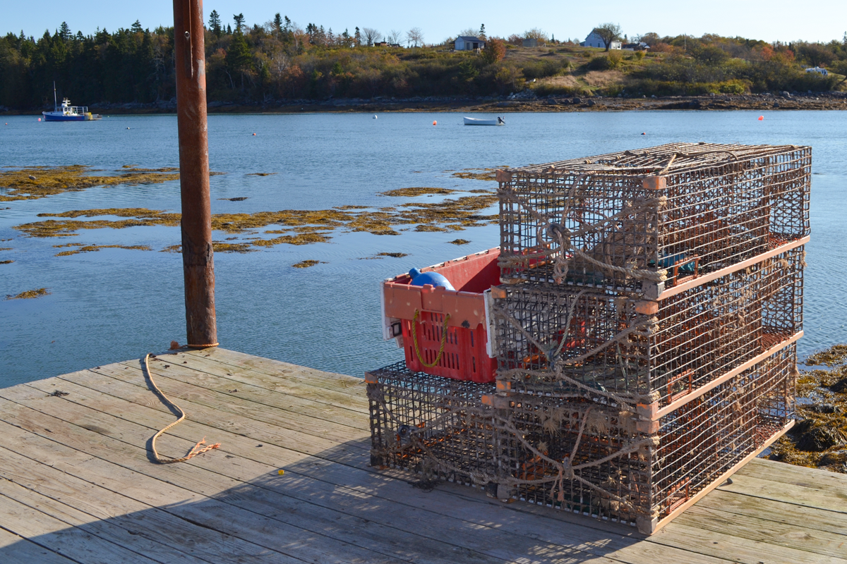 Photo: bigelow.org Unlocking the Future of Lobster Forecasts: New Study Examines Historic Predictive Methods
