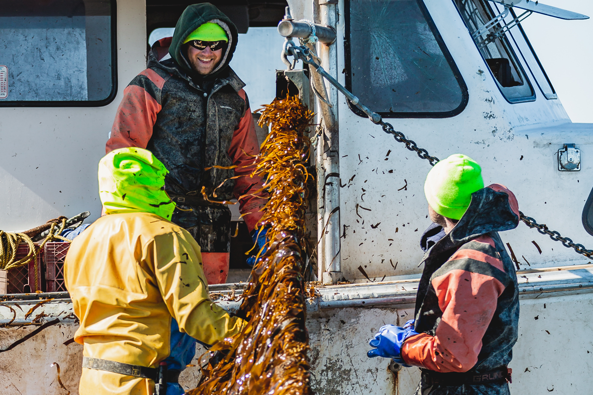 Kelp farmers in the Gulf of Maine