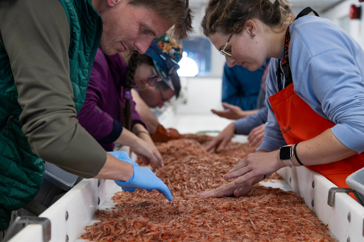 Mattias Cape and researchers examine krill