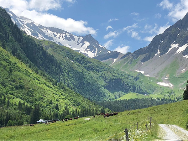 a long shot of the alps with mountains in the background