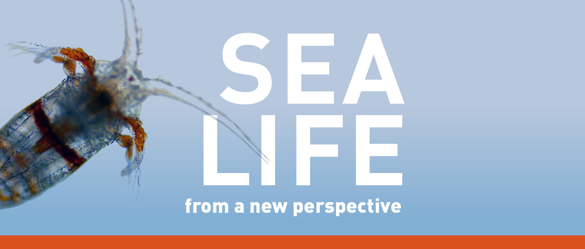 Cafe Sci - Sea Life