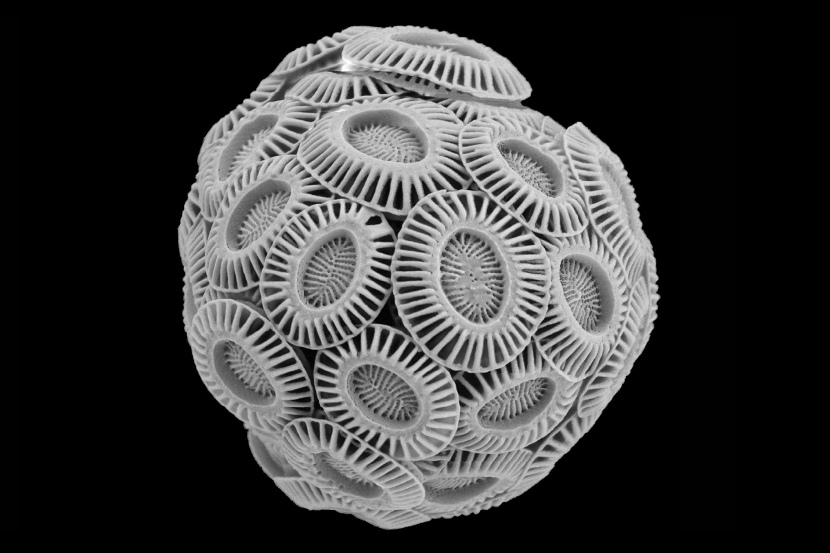 Coccolithophore under great magnification