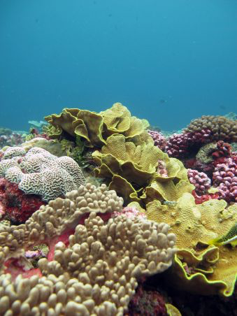 Coral on rocks