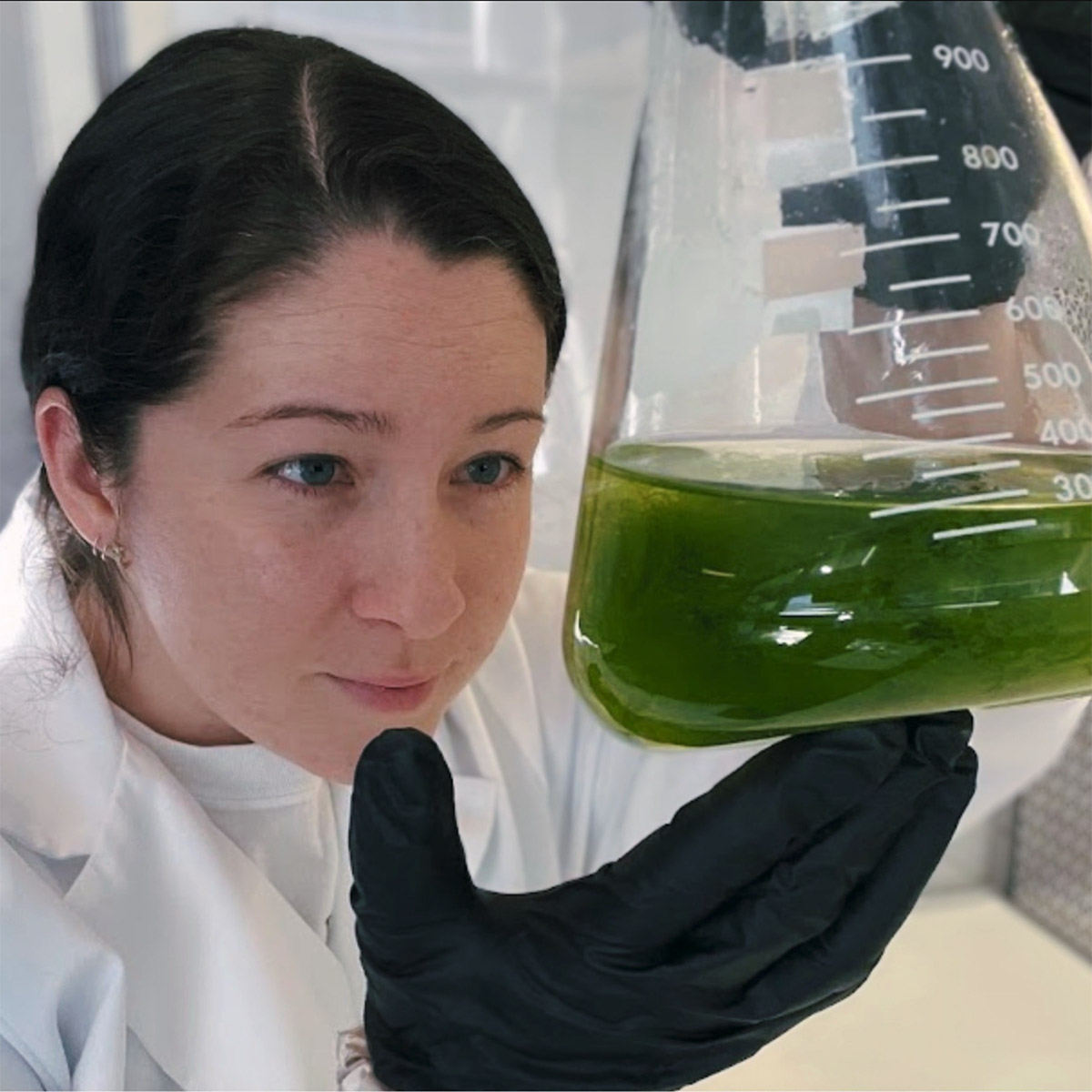 Bigelow Laboratory Culture Collection