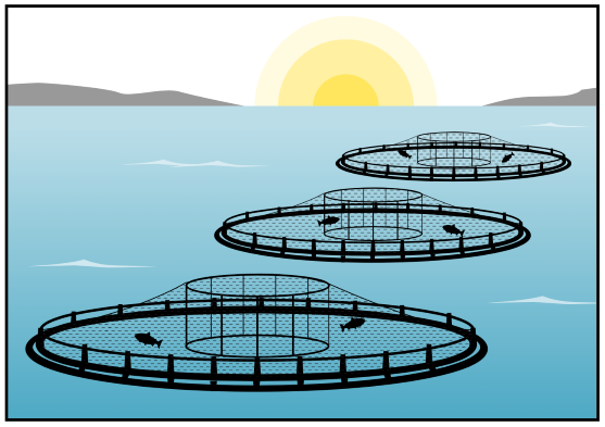 Aerial view of net pen aquaculture