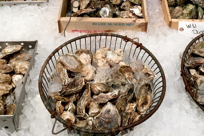 Oysters from a shellfish farm